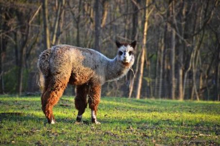 Greener Pastures Image